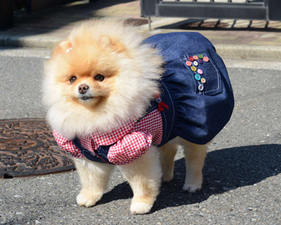 20201028momo.jpg