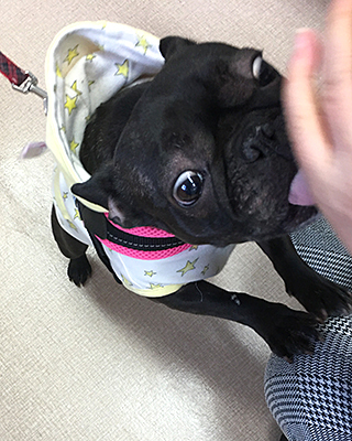 さくら (3).jpg